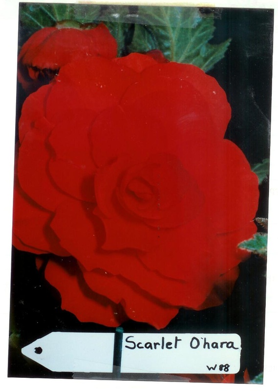 B. ‘Scarlet O'Hara’